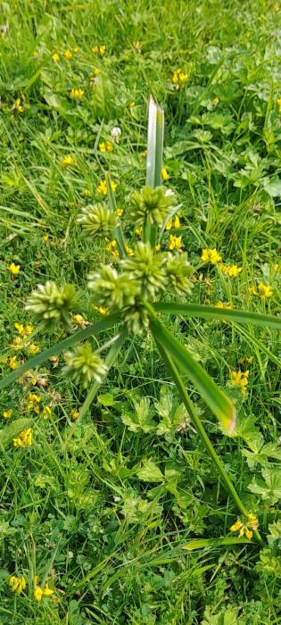 Bloemen & Planten