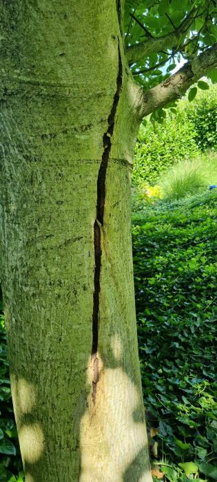 Struiken & Bomen