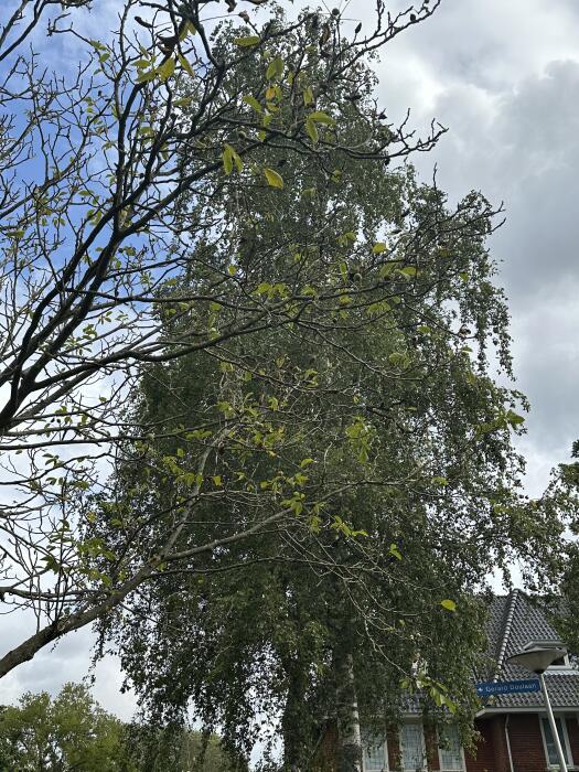 Struiken & Bomen