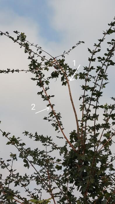 Struiken & Bomen