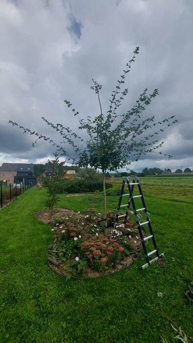 Struiken & Bomen