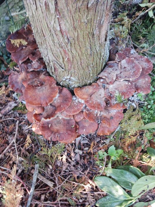 Struiken & Bomen