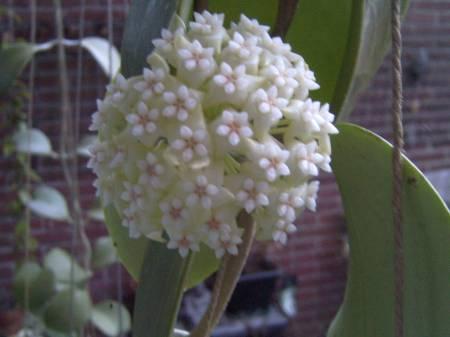 Tropische Planten & Kamerplanten