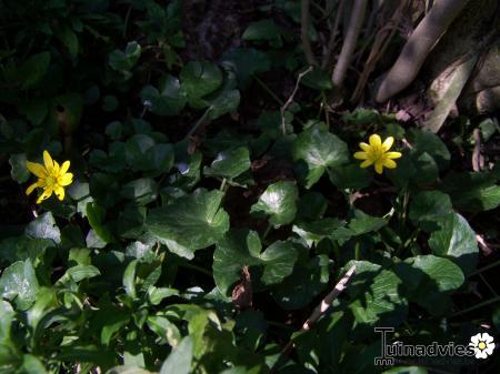 Foto's van uw Tuinplanten