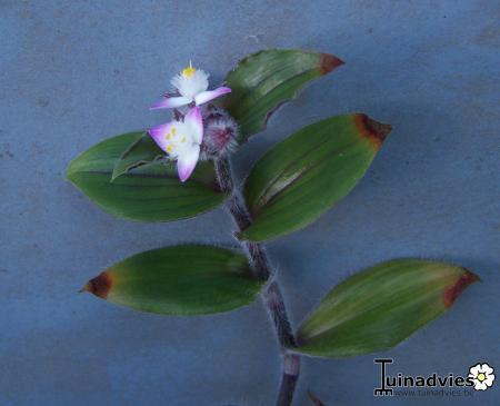 Tropische Planten & Kamerplanten