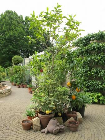 Tropische Planten & Kamerplanten