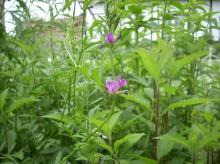 Allerlei Vragen ivm de Tuin