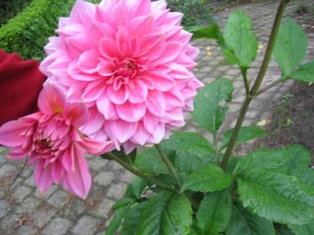 Bloemen & Planten