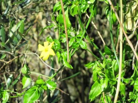 Tropische Planten & Kamerplanten