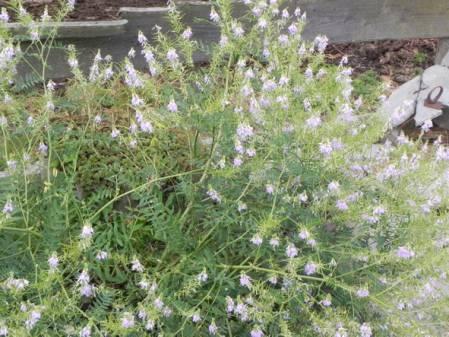 Bloemen & Planten