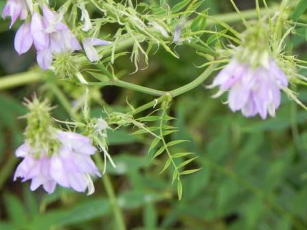 Bloemen & Planten