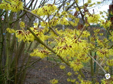 Struiken & Bomen