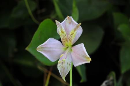 Bloemen & Planten