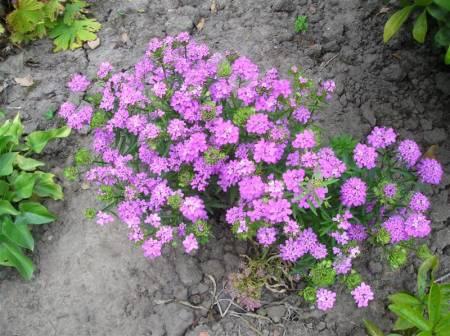 Bloemen & Planten