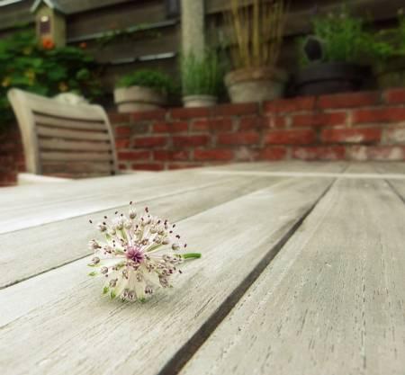 Foto's van uw Tuin