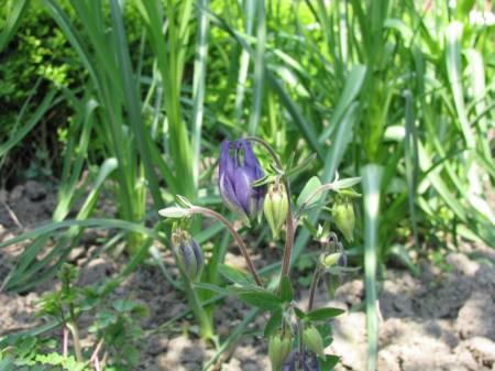 Foto's van uw Tuinplanten