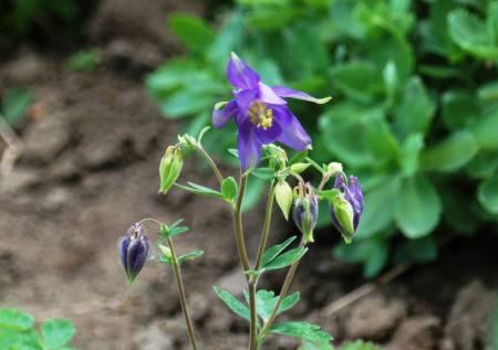 Foto's van uw Tuinplanten