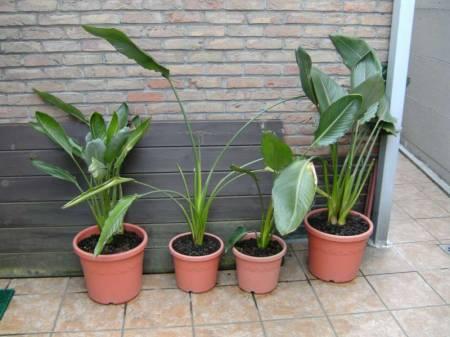 Tropische Planten & Kamerplanten