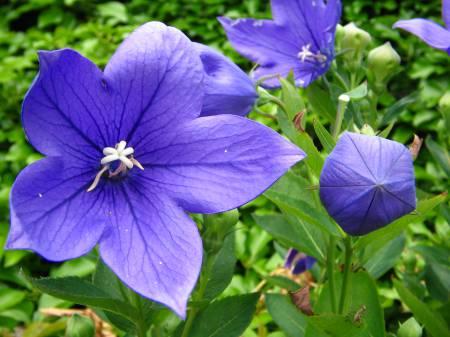 Foto's van uw Tuinplanten