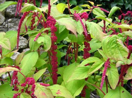 Foto's van uw Tuinplanten