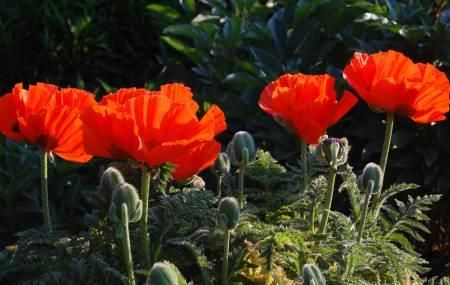 Foto's van uw Tuinplanten