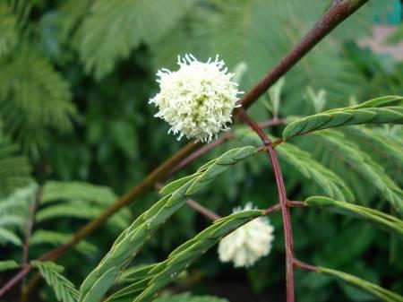 Tropische Planten & Kamerplanten