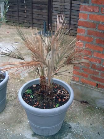 Tropische Planten & Kamerplanten