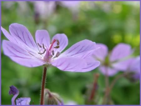 Bloemen & Planten