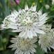 Astrantia major 