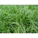 Carex oshimensis JS® 