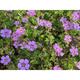 Geranium wallichianum 