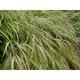 Hakonechloa macra 