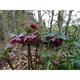 Helleborus orientalis 