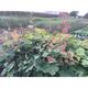 Macleaya microcarpa 