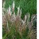 Miscanthus sinensis 