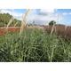 Miscanthus sinensis 