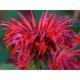 Monarda 