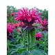 Monarda 