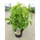 Chimonanthus praecox (=fragrans)