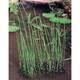 Equisetum fluviatile