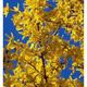 Forsythia intermedia