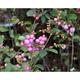 Symphoricarpos d. 