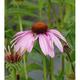 Echinacea purp. 