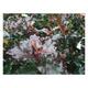 Photinia fras. 