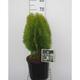 Thuja or. 