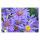 Aster amellus 