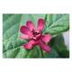 Calycanthus raulstonii 