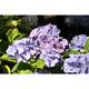 Hydrangea macr. 