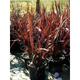 Phormium tenax 