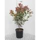 Photinia fras. 